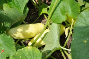 2016 Iowa State University Field Trials Results