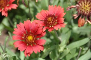 2016 Iowa State University Field Trials Results