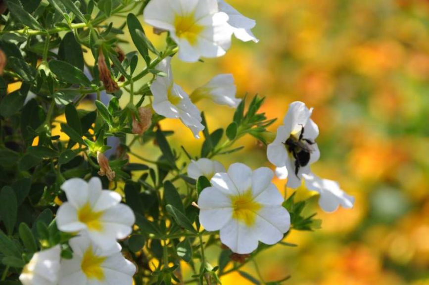 2016 Iowa State University Field Trials Results