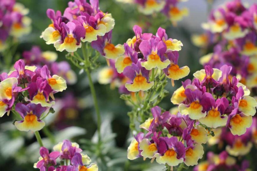 2017 Costa Farms Season Premier