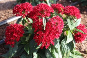 2017 Costa Farms Season Premier