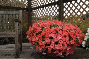 2016 University of Minnesota Field Trials Results