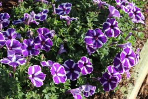 2017 Costa Farms Season Premier