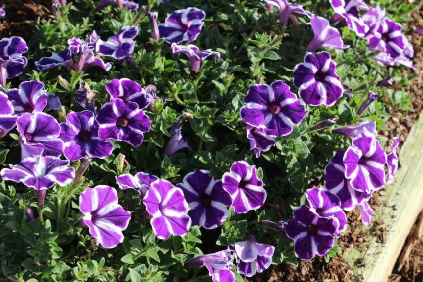 2017 Costa Farms Season Premier