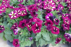 2017 Costa Farms Season Premier