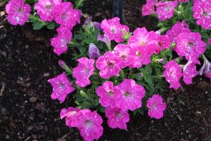 2017 Costa Farms Season Premier