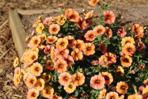 2017 Costa Farms Season Premier