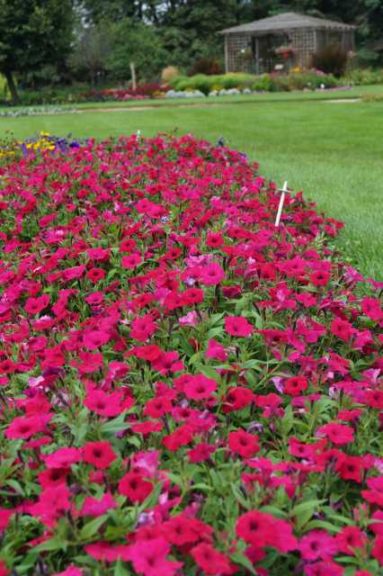 2016 University of Minnesota Field Trials Results