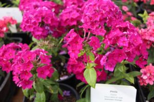 2017 Costa Farms Season Premier