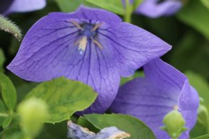 2017 Costa Farms Season Premier