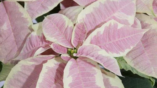 5 New Varieties Shaking Up the Poinsettia Tradition