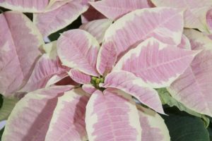 Poinsettia (Euphorbia) ‘Christmas Joy Marble’ (Selecta)
