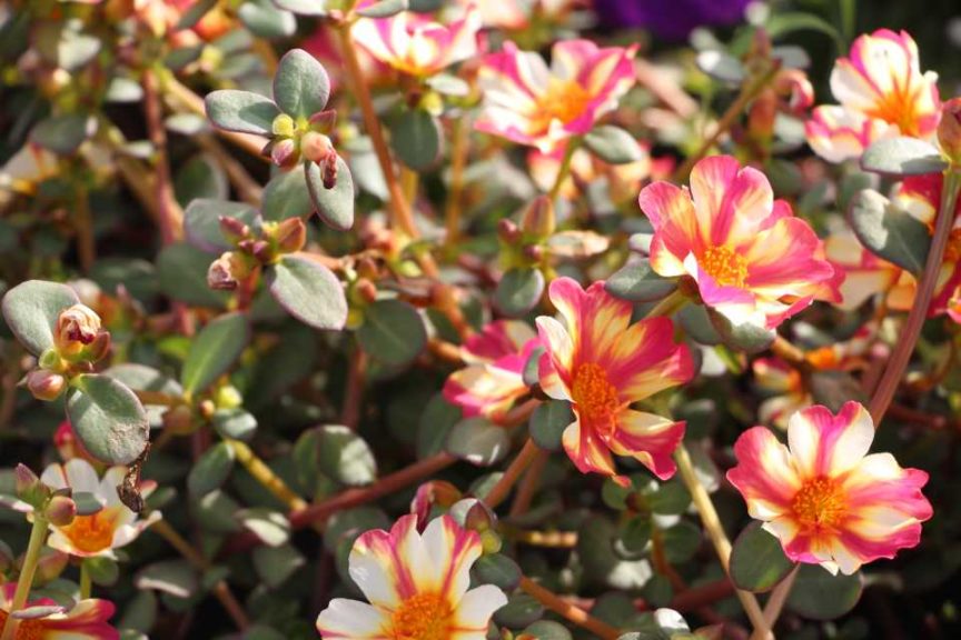 2017 Costa Farms Season Premier