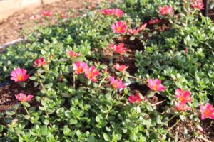 2017 Costa Farms Season Premier