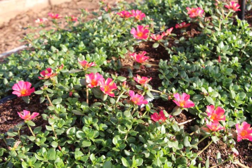 2017 Costa Farms Season Premier