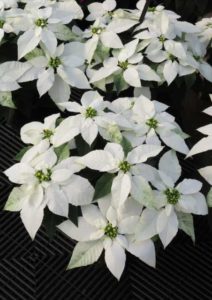 Poinsettia (Euphorbia) ‘Princettia Pure White’ (Suntory Flowers)