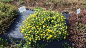 2016 Texas A&M University Field Trials Results