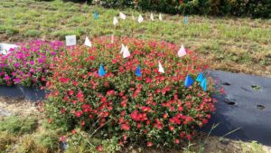 2016 Texas A&M University Field Trials Results