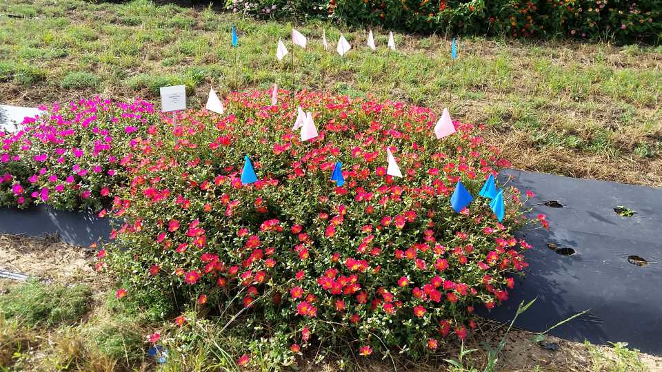 2016 Texas A&M University Field Trials Results