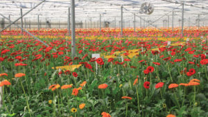 Using Remote Sensing to Optimize IPM in Greenhouses
