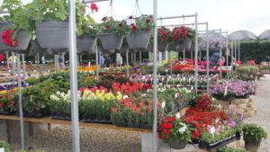 Costa Farms’ Season Premier Presents a First Look at New Varieties for 2018