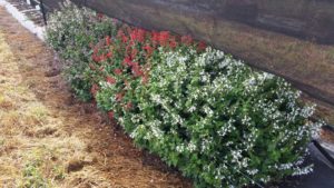 2016 Texas A&M University Field Trials Results