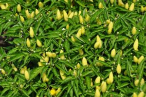 2016 Iowa State University Field Trials Results