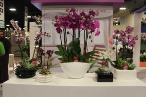 Trendsetting Products and Ideas From TPIE 2017