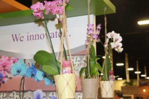 Trendsetting Products and Ideas From TPIE 2017