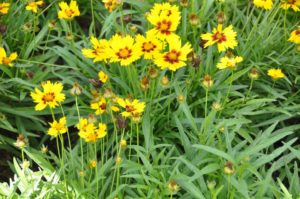 2016 Iowa State University Field Trials Results