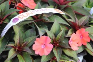 2017 Costa Farms Season Premier