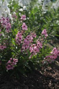 2016 University of Wisconsin Field Trials Results