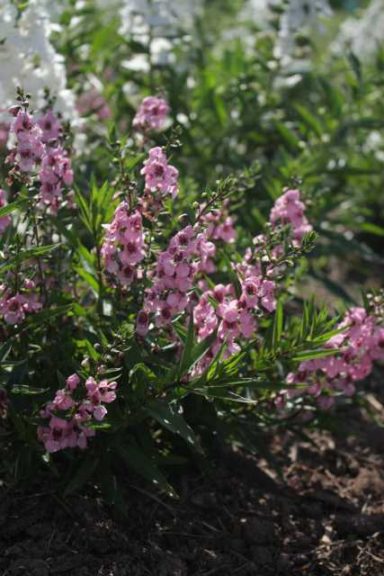 2016 University of Wisconsin Field Trials Results