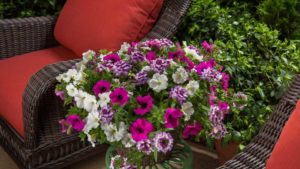 Syngenta Introduces Two New Flower Series for 2017