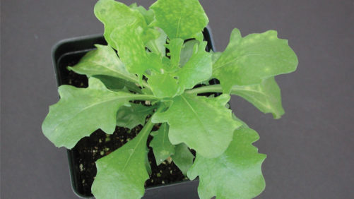 4 Pathogens to Prepare For in 2017