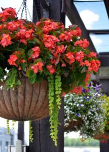 2016 Young's Plant Farm Field Trials Results