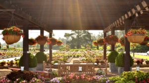 2016 Young’s Plant Farm Field Trials Results