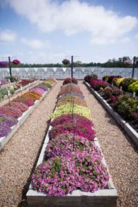 2016 Young's Plant Farm Field Trials Results