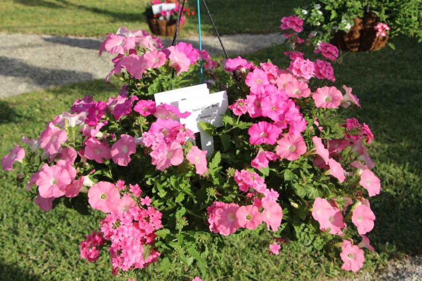 2017 Costa Farms Season Premier