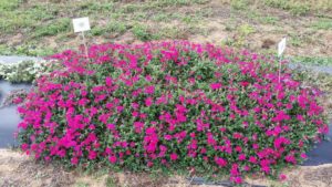 2016 Texas A&M University Field Trials Results