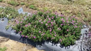 2016 Texas A&M University Field Trials Results