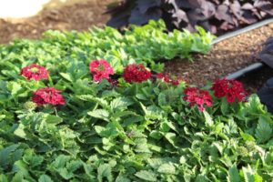 2017 Costa Farms Season Premier