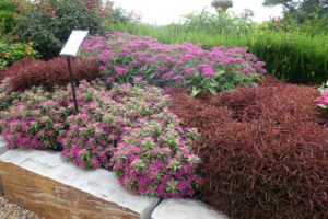 2016 Young's Plant Farm Field Trials Results