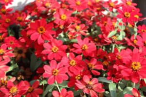 2017 Costa Farms Season Premier