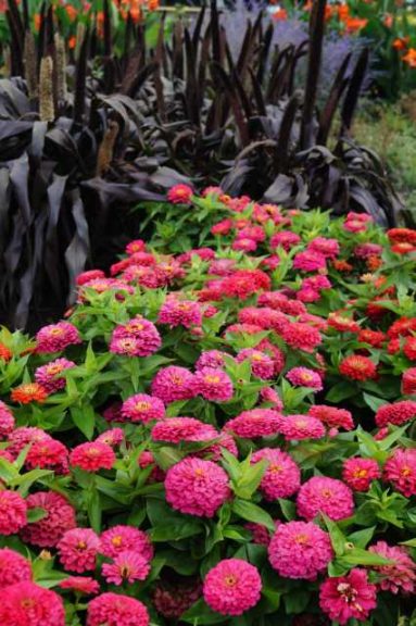 2016 University of Minnesota Field Trials Results