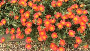 2016 University of Georgia Field Trials Results