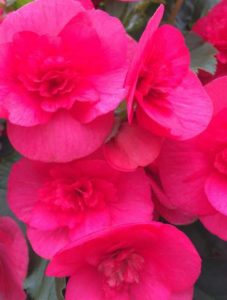 2016 Welby Gardens Field Trials Results