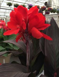 2016 Welby Gardens Field Trials Results