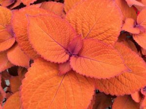 2016 Welby Gardens Field Trials Results