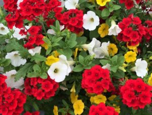 2016 Welby Gardens Field Trials Results